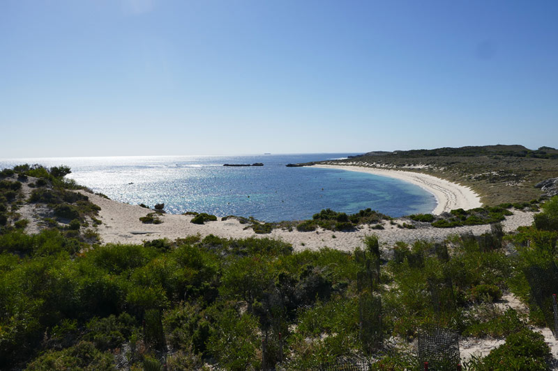 Visit Rottnest Island to see the quokkas