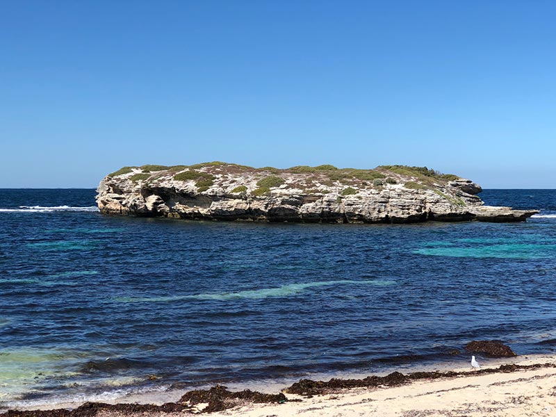 Visit Rottnest Island to see the quokkas