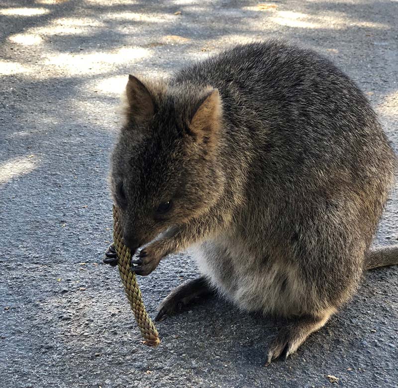 Visit Rottnest Island to see the quokkas