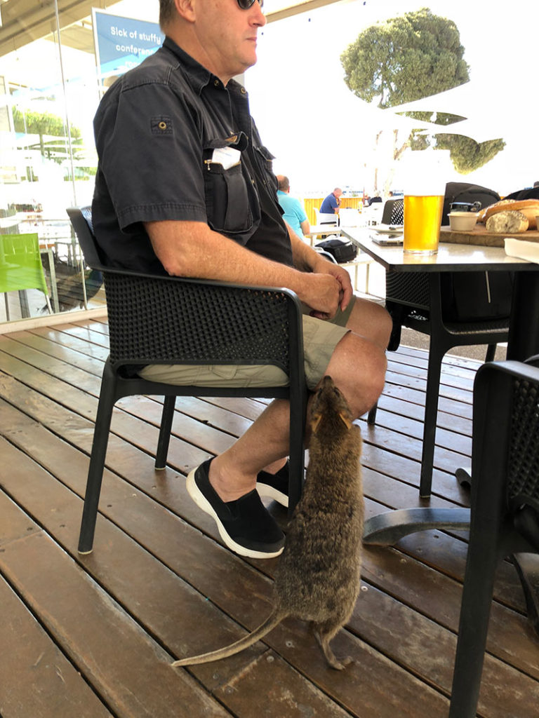 Visit Rottnest Island to see the quokka